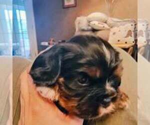 Cavalier King Charles Spaniel Puppy for sale in Pointe Aux Roches, Ontario, Canada