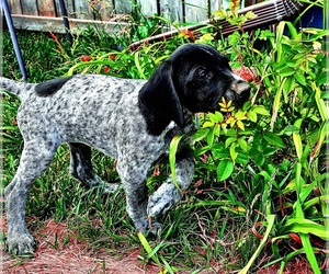 Medium German Shorthaired Pointer