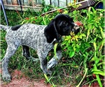 Puppy Puppy 8 German Shorthaired Pointer