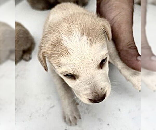 Medium Photo #1 Labrador Retriever-Unknown Mix Puppy For Sale in Houston, TX, USA