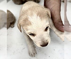 Labrador Retriever-Unknown Mix Dogs for adoption in Houston, TX, USA