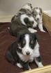 Small Photo #1 Shetland Sheepdog Puppy For Sale in MOREHEAD, KY, USA