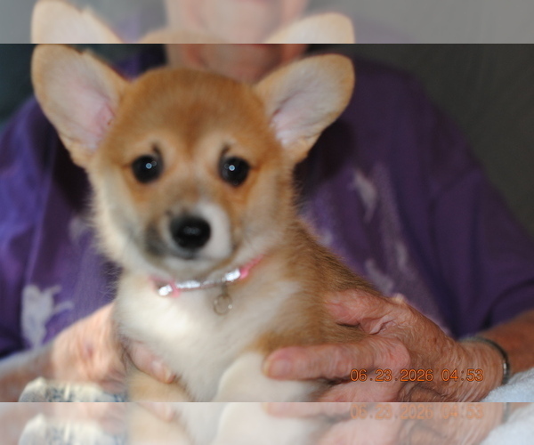 Medium Photo #2 Pembroke Welsh Corgi Puppy For Sale in FALLS CITY, OR, USA