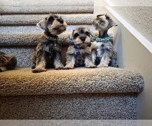 Schnauzer (Miniature) Puppy for sale in ALVIN, TX, USA