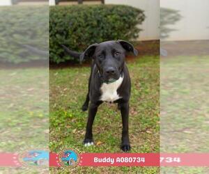 Labrador Retriever-Unknown Mix Dogs for adoption in Mobile, AL, USA
