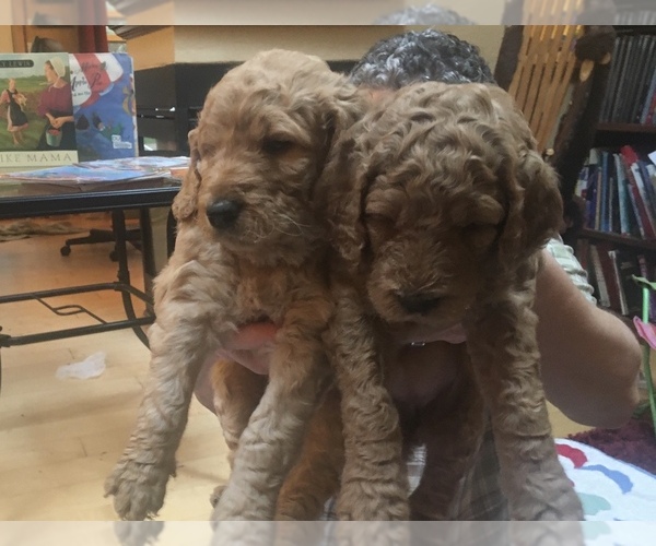 Medium Photo #1 Goldendoodle Puppy For Sale in HAYDEN, ID, USA