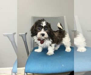 ShihPoo Puppy for sale in RANDOLPH, MA, USA
