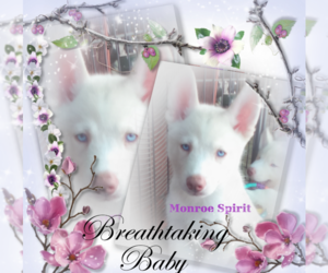 Siberian Husky Puppy for sale in GONZALES, LA, USA