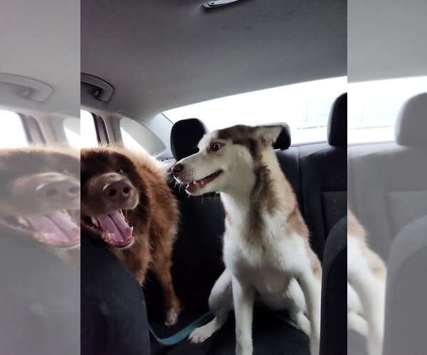 Medium Photo #1 Australian Shepherd-Siberian Husky Mix Puppy For Sale in ATTICA, NY, USA