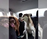 Small Photo #1 Australian Shepherd-Siberian Husky Mix Puppy For Sale in ATTICA, NY, USA