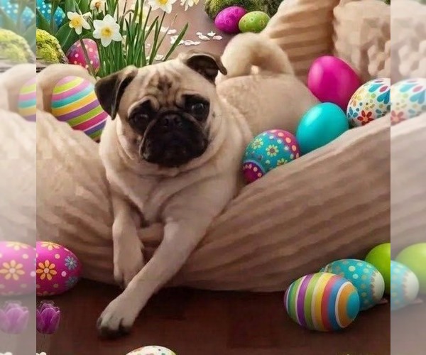 Medium Photo #1 Pug Puppy For Sale in EDGEWOOD, MD, USA