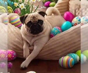 Pug Puppy for sale in EDGEWOOD, MD, USA