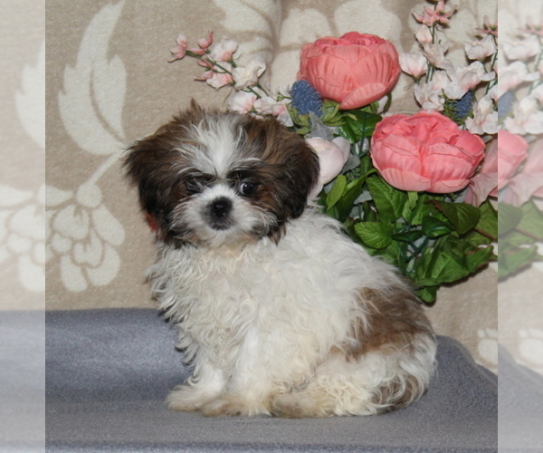 Medium Photo #1 Shih Tzu Puppy For Sale in RISING SUN, MD, USA