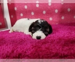 Small Photo #3 Bernedoodle (Miniature) Puppy For Sale in COLORADO SPRINGS, CO, USA