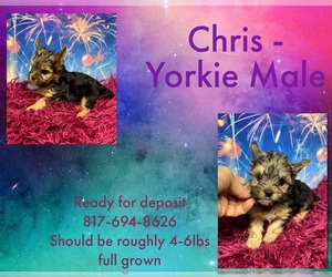 Yorkshire Terrier Puppy for sale in AZLE, TX, USA