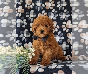Poodle (Miniature) Puppy for sale in NEW PROVIDENCE, PA, USA