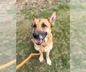 German Shepherd Dog Dogs for adoption in Millburn, NJ, USA
