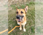 Small German Shepherd Dog