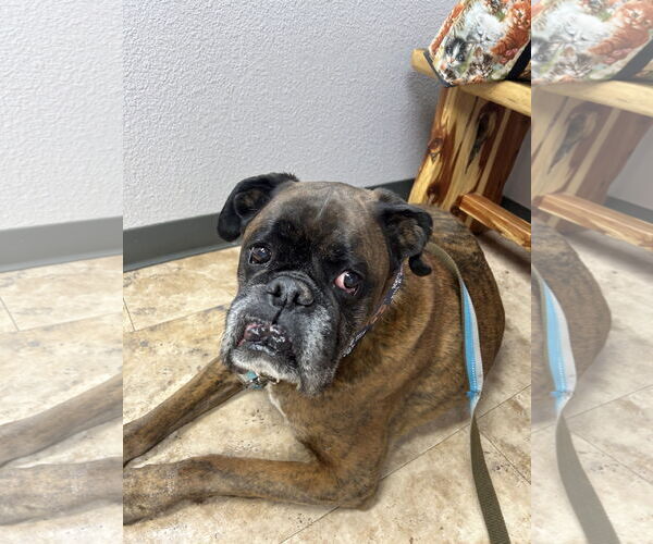 Medium Photo #4 Boxer Puppy For Sale in Woodbury, MN, USA