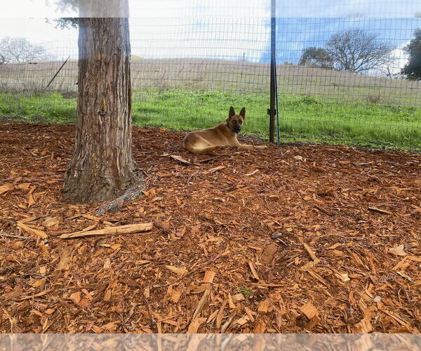 Medium Photo #4 Siberian Husky-Unknown Mix Puppy For Sale in Woodland Hills, CA, USA
