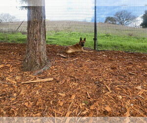 SOPHIE H - Female Siberian Husky-Unknown Mix Dog for Adoption - Photo #4