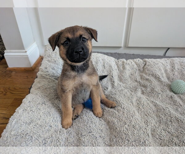 Medium Photo #5 Catahoula Leopard Dog-Unknown Mix Puppy For Sale in Holly Springs, NC, USA
