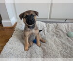 Small #4 Catahoula Leopard Dog Mix