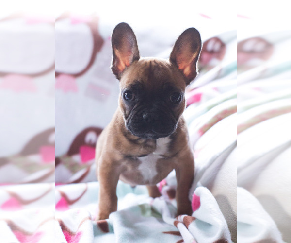 Medium Photo #2 French Bulldog Puppy For Sale in BAY VIEW, WI, USA