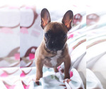 Small Photo #2 French Bulldog Puppy For Sale in BAY VIEW, WI, USA
