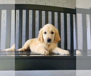 Golden Retriever Puppy for sale in FRANKLIN, IN, USA