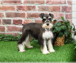 Small #7 Schnauzer (Miniature)