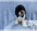 Small #6 Cavapoo (Miniature)