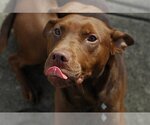 Small Photo #8 Doberman Pinscher-Labrador Retriever Mix Puppy For Sale in Blacklick, OH, USA