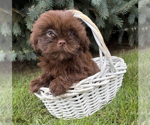 Shih Tzu Puppy for sale in MIDDLEBURY, IN, USA