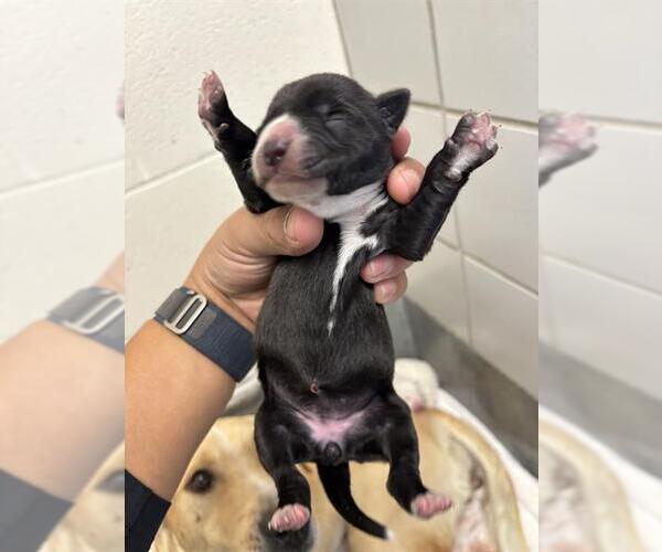 Medium Photo #1 Labrador Retriever-Unknown Mix Puppy For Sale in San Antonio, TX, USA