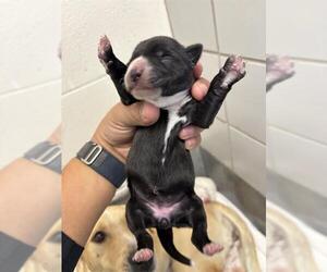 Labrador Retriever-Unknown Mix Dogs for adoption in San Antonio, TX, USA