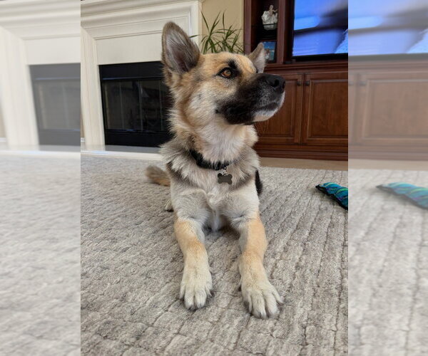 Medium Photo #4 Mutt Puppy For Sale in Lake Forest, CA, USA