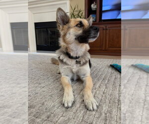 Atzi (Courtesy Post) Adopt Me! - Female Mutt Dog for Adoption - Photo #4