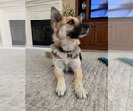 Small #3 Mutt