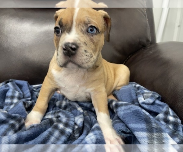 Medium Photo #84 American Bully Puppy For Sale in REESEVILLE, WI, USA
