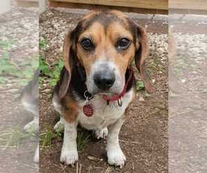 Lucy-loo - Female Beagle Dog for Adoption - Photo #14