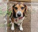Small Photo #14 Beagle Puppy For Sale in Dunnellon, FL, USA