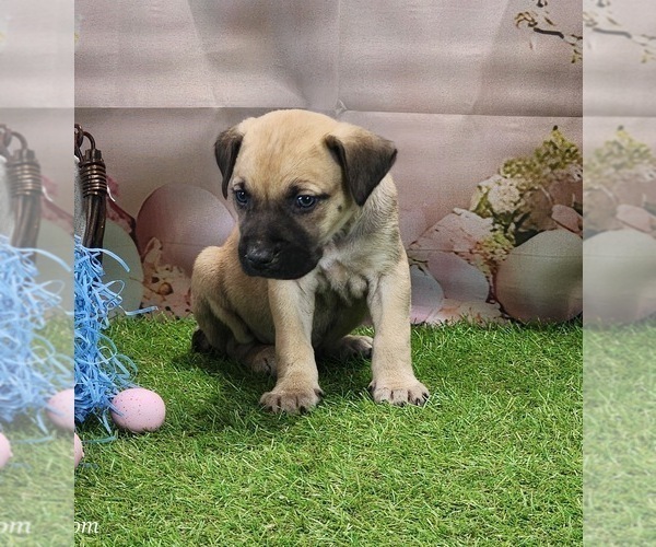 Medium Photo #11 Catahoula Leopard Dog Puppy For Sale in CUMBY, TX, USA