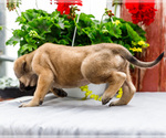 Small #5 Mastiff