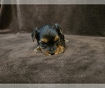 Small #4 Yorkshire Terrier