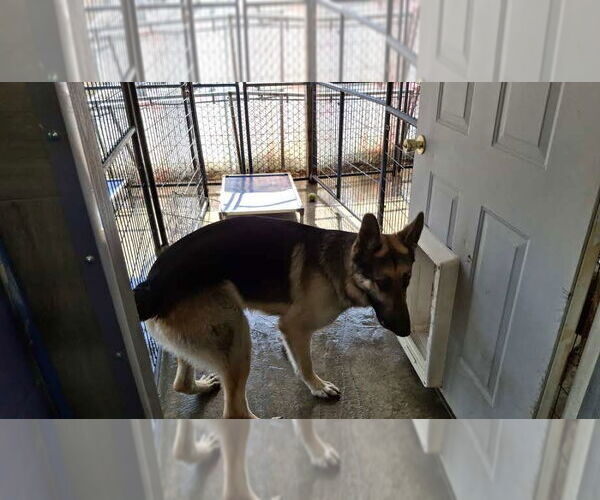 Medium Photo #42 German Shepherd Dog Puppy For Sale in Sebec, ME, USA