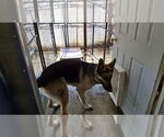 Small #41 German Shepherd Dog