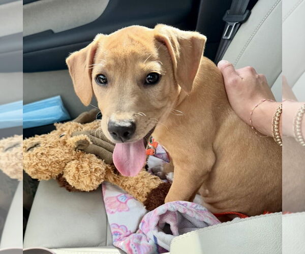 Medium Photo #2 Mutt Puppy For Sale in Houston, TX, USA