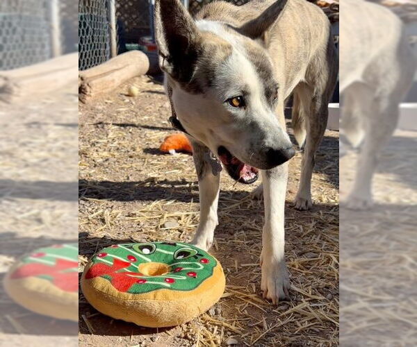 Medium Photo #6 Mutt Puppy For Sale in Williamsburg, NM, USA