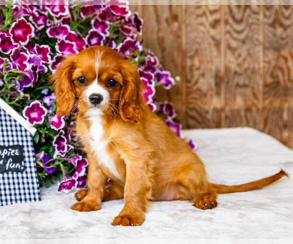 Medium Photo #77 Cavalier King Charles Spaniel Puppy For Sale in WAKARUSA, IN, USA